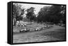 Daily Herald Race Meeting 1955-Hicklin Barham and-Framed Stretched Canvas