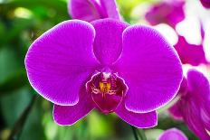 Beautiful Purple Orchid Flowers-Daimond Shutter-Photographic Print