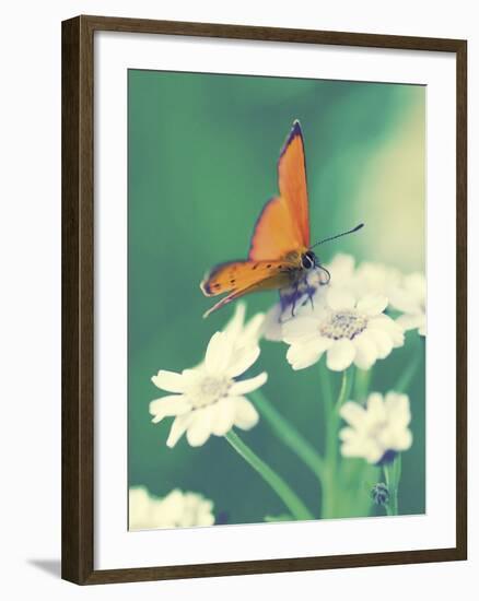 Dainty-Andreas Stridsberg-Framed Giclee Print