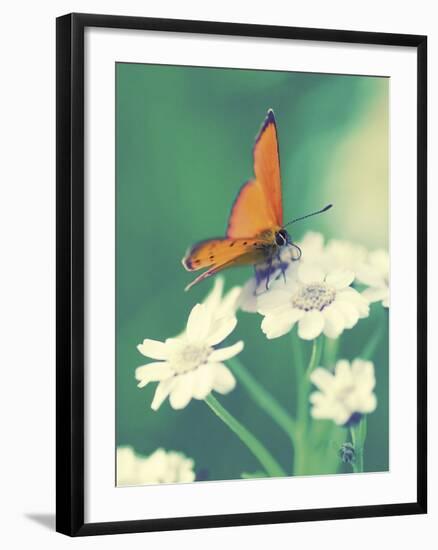 Dainty-Andreas Stridsberg-Framed Giclee Print