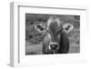 Dairy Barn BW-Nathan Larson-Framed Photographic Print