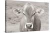 Dairy Barn Neutral-Nathan Larson-Stretched Canvas