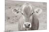 Dairy Barn Neutral-Nathan Larson-Mounted Photographic Print