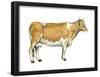 Dairy Cattle (Bos Taurus), Mammals-Encyclopaedia Britannica-Framed Poster