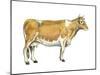 Dairy Cattle (Bos Taurus), Mammals-Encyclopaedia Britannica-Mounted Poster