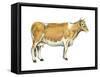 Dairy Cattle (Bos Taurus), Mammals-Encyclopaedia Britannica-Framed Stretched Canvas