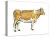 Dairy Cattle (Bos Taurus), Mammals-Encyclopaedia Britannica-Stretched Canvas