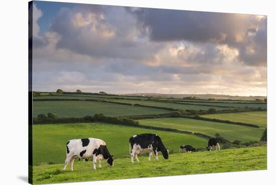 Dairy cattle grazing in a Cornish field at sunset in summer, St. Issey, Cornwall, England-Adam Burton-Stretched Canvas