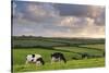 Dairy cattle grazing in a Cornish field at sunset in summer, St. Issey, Cornwall, England-Adam Burton-Stretched Canvas