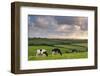 Dairy cattle grazing in a Cornish field at sunset in summer, St. Issey, Cornwall, England-Adam Burton-Framed Photographic Print