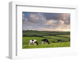 Dairy cattle grazing in a Cornish field at sunset in summer, St. Issey, Cornwall, England-Adam Burton-Framed Photographic Print