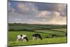 Dairy cattle grazing in a Cornish field at sunset in summer, St. Issey, Cornwall, England-Adam Burton-Mounted Photographic Print