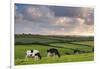 Dairy cattle grazing in a Cornish field at sunset in summer, St. Issey, Cornwall, England-Adam Burton-Framed Photographic Print