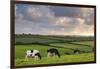 Dairy cattle grazing in a Cornish field at sunset in summer, St. Issey, Cornwall, England-Adam Burton-Framed Photographic Print