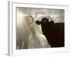 Dairy Cows are Washed in a Shower before Being Milked at Kibbutz Yotvata, an Agricult…, 1986 (Photo-Nathan Benn-Framed Giclee Print