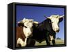 Dairy Cows, New Zealand-David Wall-Framed Stretched Canvas