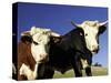 Dairy Cows, New Zealand-David Wall-Stretched Canvas