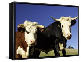 Dairy Cows, New Zealand-David Wall-Framed Stretched Canvas