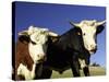 Dairy Cows, New Zealand-David Wall-Stretched Canvas