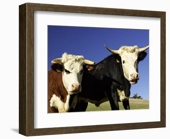 Dairy Cows, New Zealand-David Wall-Framed Photographic Print