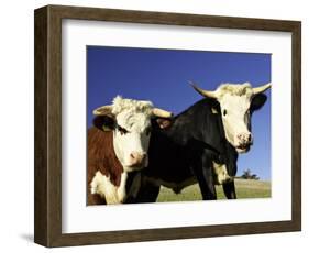 Dairy Cows, New Zealand-David Wall-Framed Photographic Print