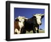 Dairy Cows, New Zealand-David Wall-Framed Photographic Print