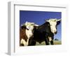 Dairy Cows, New Zealand-David Wall-Framed Photographic Print