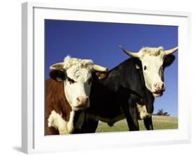 Dairy Cows, New Zealand-David Wall-Framed Photographic Print