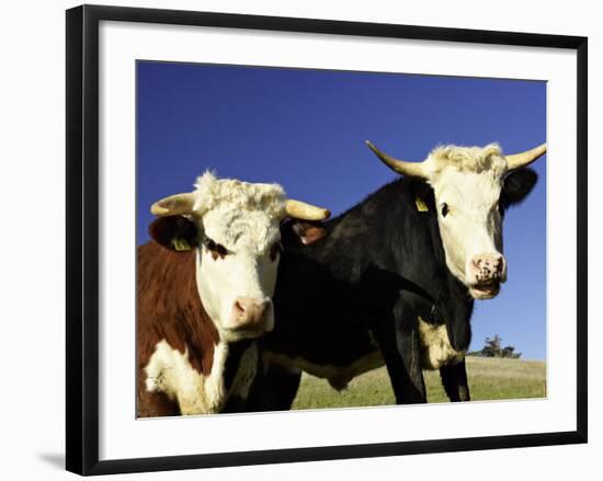 Dairy Cows, New Zealand-David Wall-Framed Photographic Print