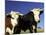 Dairy Cows, New Zealand-David Wall-Mounted Photographic Print