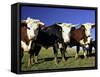 Dairy Cows, New Zealand-David Wall-Framed Stretched Canvas