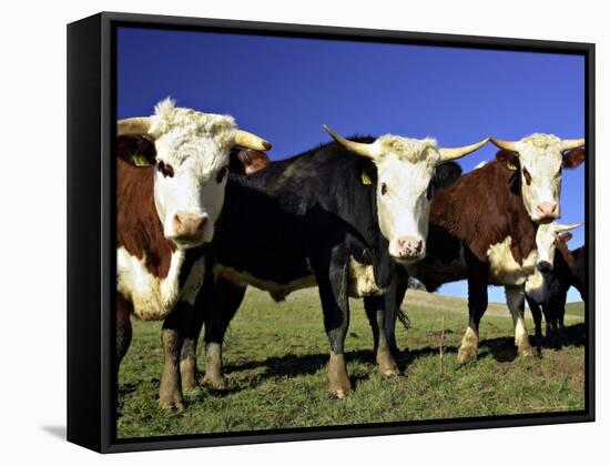 Dairy Cows, New Zealand-David Wall-Framed Stretched Canvas