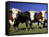 Dairy Cows, New Zealand-David Wall-Framed Stretched Canvas