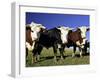 Dairy Cows, New Zealand-David Wall-Framed Photographic Print