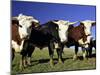 Dairy Cows, New Zealand-David Wall-Mounted Photographic Print