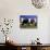 Dairy Cows, New Zealand-David Wall-Photographic Print displayed on a wall