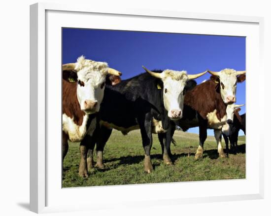 Dairy Cows, New Zealand-David Wall-Framed Photographic Print