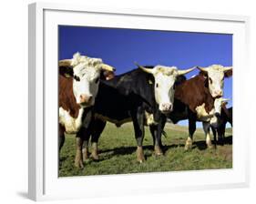 Dairy Cows, New Zealand-David Wall-Framed Photographic Print