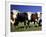 Dairy Cows, New Zealand-David Wall-Framed Photographic Print