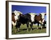 Dairy Cows, New Zealand-David Wall-Framed Photographic Print