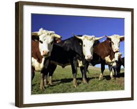 Dairy Cows, New Zealand-David Wall-Framed Photographic Print