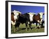 Dairy Cows, New Zealand-David Wall-Framed Photographic Print