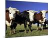 Dairy Cows, New Zealand-David Wall-Mounted Photographic Print
