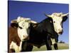 Dairy Cows, New Zealand-David Wall-Stretched Canvas