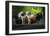 Dairy Cows-Brenda Petrella Photography LLC-Framed Giclee Print