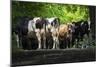 Dairy Cows-Brenda Petrella Photography LLC-Mounted Giclee Print