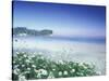 Daisies along Crescent Beach, Olympic National Park, Washington, USA-Adam Jones-Stretched Canvas