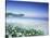 Daisies along Crescent Beach, Olympic National Park, Washington, USA-Adam Jones-Stretched Canvas