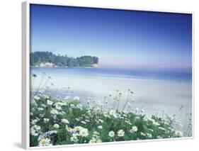 Daisies along Crescent Beach, Olympic National Park, Washington, USA-Adam Jones-Framed Photographic Print