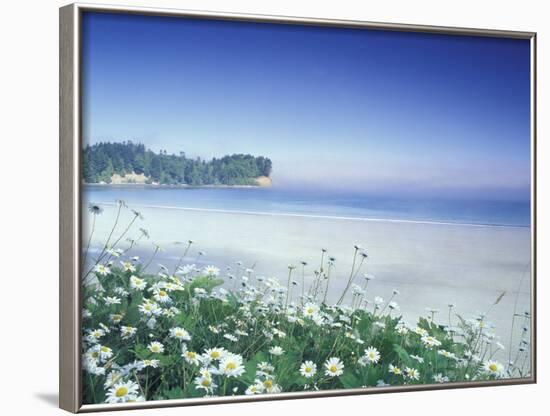 Daisies along Crescent Beach, Olympic National Park, Washington, USA-Adam Jones-Framed Photographic Print